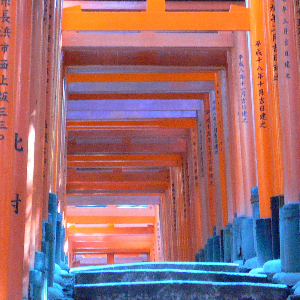 Tori gates of a shinto t...